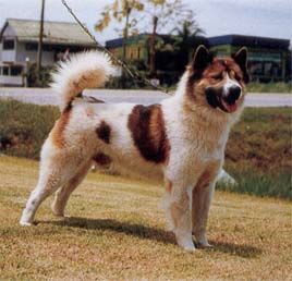 สุนัขพันธุ์บางแก้ว